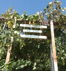 Camping Jungle in Borsh - Ubytování bez kategorie ve městě Borsh