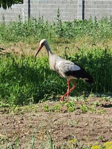 Madara OMAYA Guest House