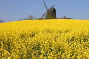 Ferienhaus Mühlenblick