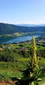 Ferienwohnungen Claudia - Altossiach