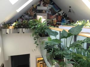 ZiMo Taliándörögdi MoZiHáz