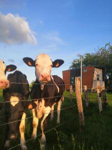 Maisons de vacances O p'tit nid Milie : photos des chambres