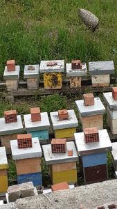 Eko Village Jasavić