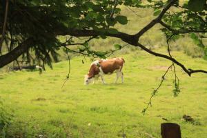 Hotels Notre Dame des Monts : photos des chambres