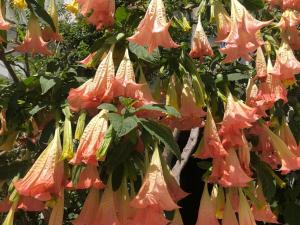 El Beaterio Apartments