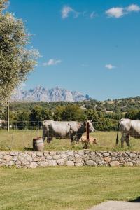 B&B / Chambres d'hotes B&B A Chjusellina : photos des chambres