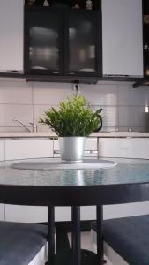 Apartment Viki