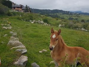 Appartements Chalet Rouge Sorbier : photos des chambres