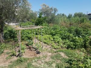 Eleonas Farm House Achaia Greece