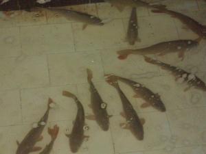 Guesthouse To Fragma