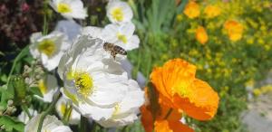 Großglocknerappartement