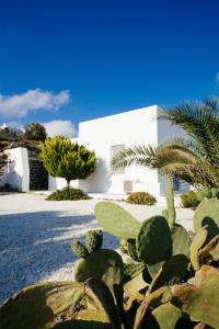 Vineyard Cycladic House Santorini Greece