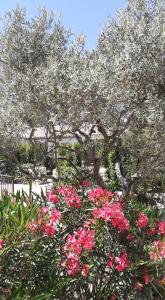 Hotels Hotel Villa Glanum et Spa : photos des chambres