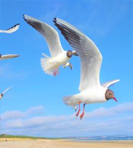 Usedom-Apartment im Haus Feniks