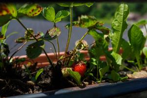 Casa Poveste Pensiunea-Muzeu