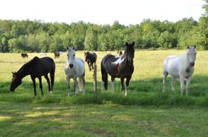 B&B / Chambres d'hotes Chateau Le Tour - Chambres d'Hotes : photos des chambres
