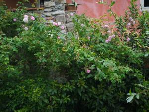 Rose Cottage Tuscany