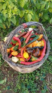 Azienda Agricola I Peperoncini img22