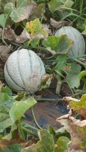 Azienda Agricola I Peperoncini img23