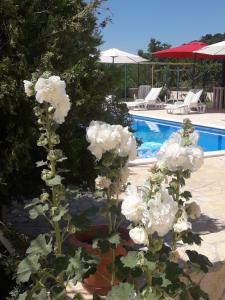 APARTMENTS ANA