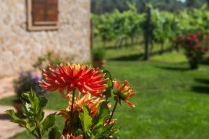 B&B Vallecupa