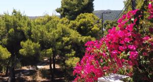 Fistiki Apart-Hotel Aegina Greece