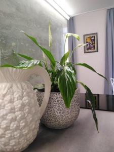 Joy Apartments Old Town Dubrovnik