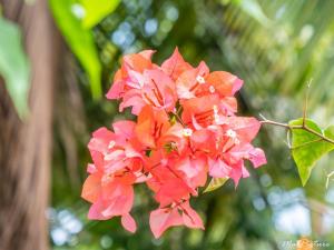 Résidence Villas Les Hibiscus