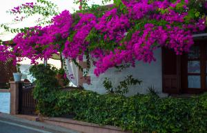 Paloma Houses, Patmos Patmos Greece