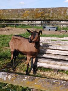 Sejours a la ferme la mini ferme de maelou : photos des chambres