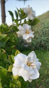 Affittacamere La Petra Longa img39