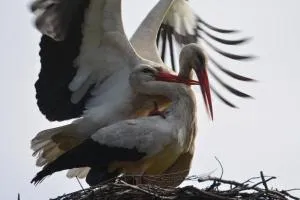 Siedlisko nad Sapiną - Sołtmany