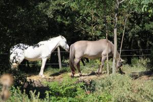 Maisons de vacances Studio Gard calme et nature : photos des chambres