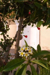 Sevoula studios Kos Greece