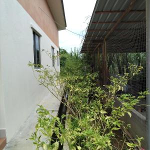 Homestay Kak soh at KampungKalai, Jeli Kelantan