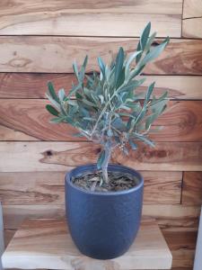 little olive tree house