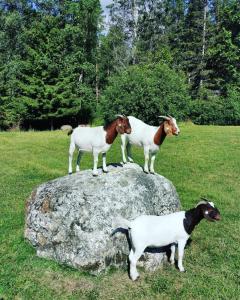 Atpūtas Vieta Raudiņi