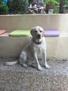 La douceur d'un jardin photo 12