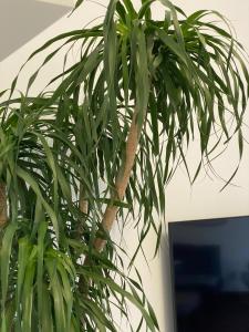 La Tuya Deluxe Villa