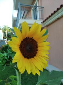 Studios Pantelis Corfu Greece