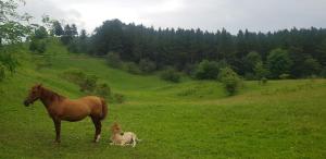 Căsuța din pădure