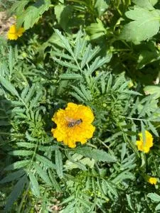 Joca - 巴伊纳巴什塔