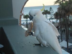 Boardrider Backpackers and Budget Motel