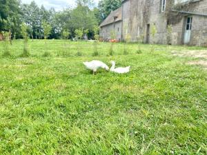 Maisons d'hotes Le Moulin des Lambotte : photos des chambres