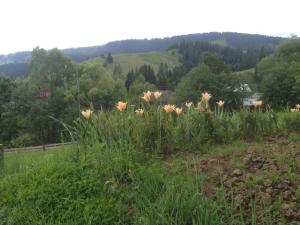 Карпатська перлина