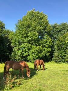 B&B / Chambres d'hotes Maison normande : photos des chambres