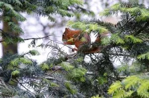 Lochay Lodges - 巴尔克施德