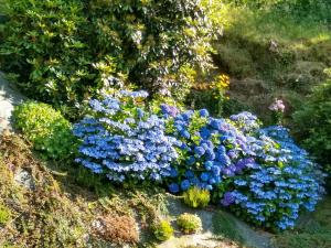 Maisons de vacances Les Hortensias : photos des chambres