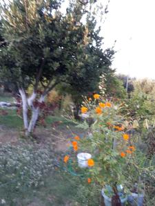 Level Houses Kos Greece