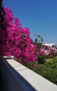 Kelly's Paros Greece